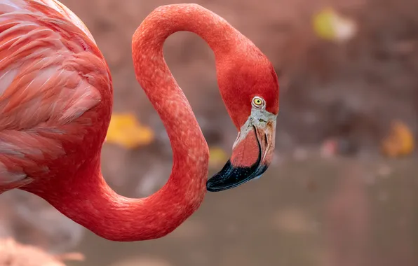 Look, pose, bird, portrait, Flamingo, pink flamingos