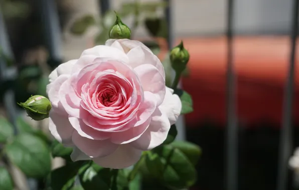Picture the fence, roses, garden, pink, bokeh