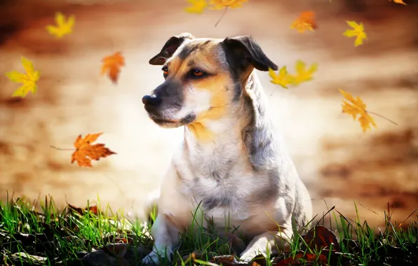 Picture autumn, leaves, each, dog