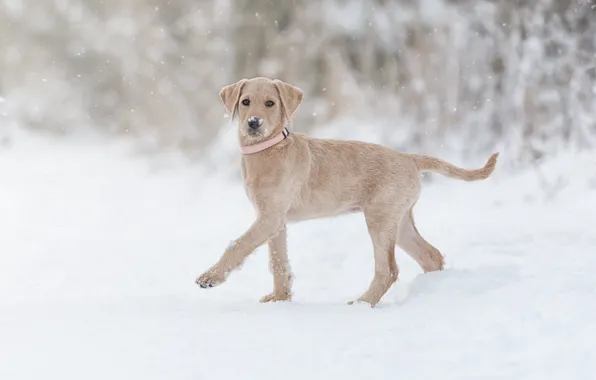 Winter, snow, dog, puppy