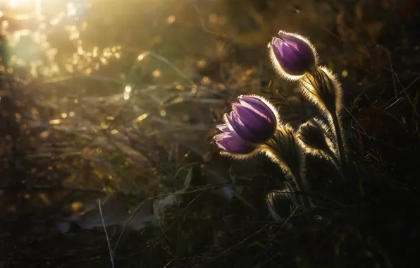 Light, flowers, spring, lilac, bokeh, anemones, cross