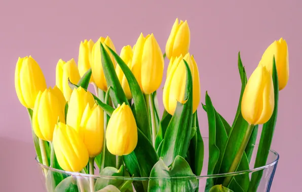 Picture yellow, tulips, buds