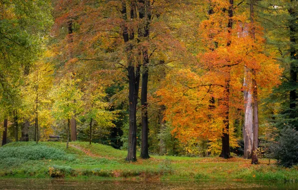 Picture autumn, trees, pond, Park, shop, Nederlands, Lifestyle