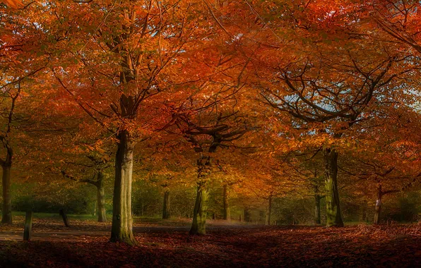 Autumn, trees, nature