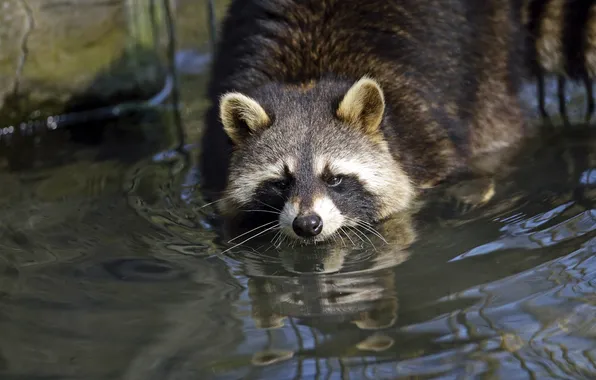 Picture face, water, bathing, raccoon, pond
