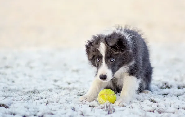 Picture each, the ball, dog