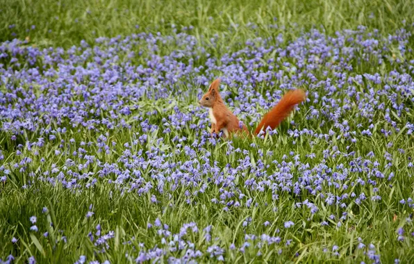 Field, flowers, nature, protein