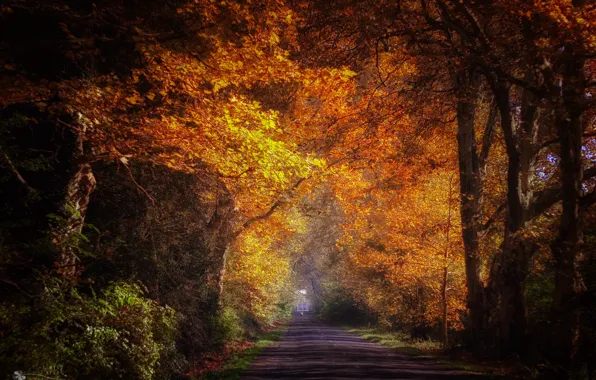 Picture road, autumn, Park, alley, Ildiko Neer