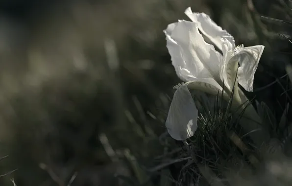 White, bokeh, iris