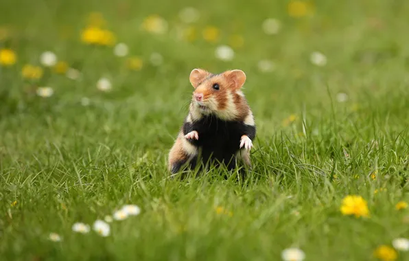 Grass, pose, glade, hamster, stand, hamster