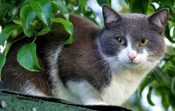 Roof, cat, cat, look, face, leaves, background, portrait