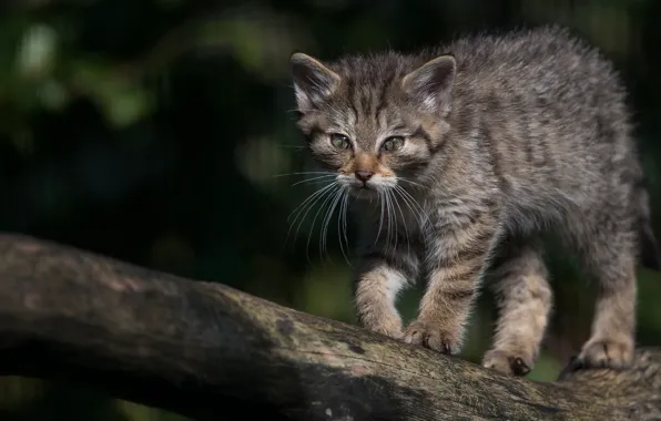 Picture cat, cat, the dark background, kitty, log, kitty, wild, forest