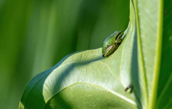 Picture macro, light, green, background, leaf, frog, shadows, green