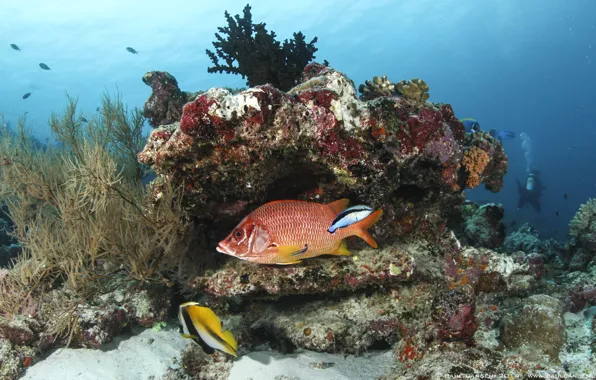 Fish, corals, the bottom of the sea, blue water