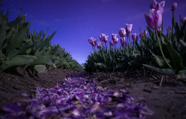 Field, the sky, leaves, stars, flowers, night, spring, petals