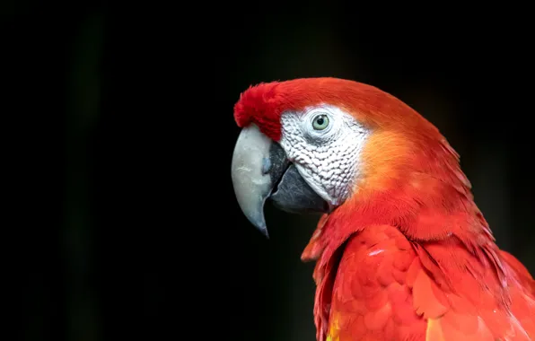 Look, red, bird, portrait, parrot, black background, Ara