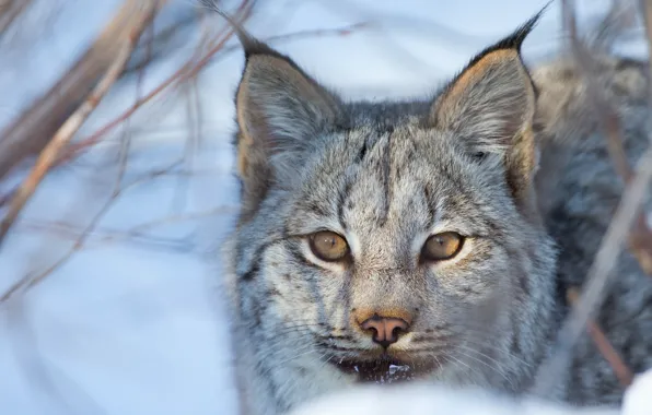 Picture look, face, lynx, wild cat