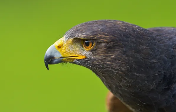 Bird, predator, beak, Red kite