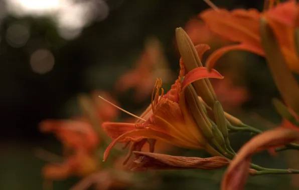 Orange, Lily, petals, buds, flowering
