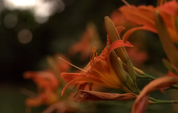 Lily, orange, petals, buds, flowering