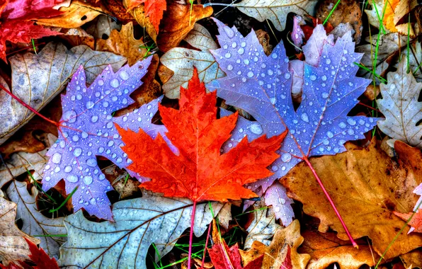 Autumn, leaves, drops, color, maple