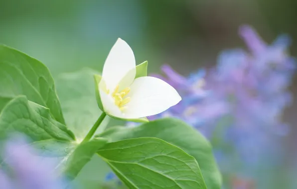 Picture greens, white, flower, leaves, plant, stem