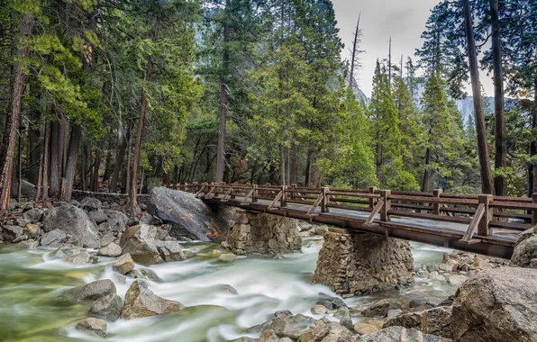 Picture forest, trees, bridge, nature, river, stones, stream, support