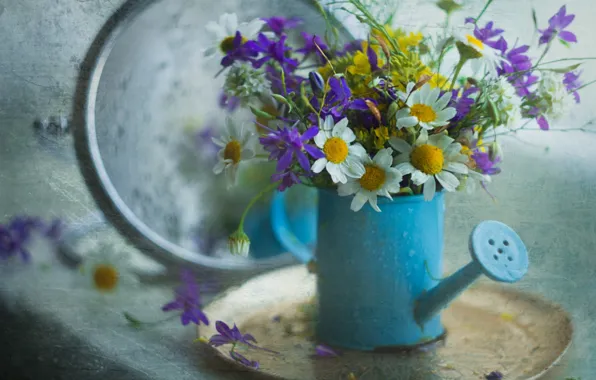 Chamomile, lake, a bunch, wildflowers