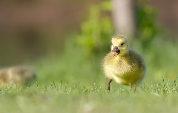 Picture baby, duck, chick, bokeh, The Canada goose
