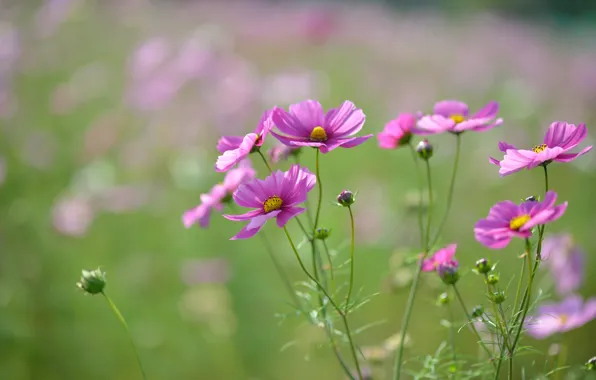 Field, macro, flowers, focus, petals, blur, pink, buds