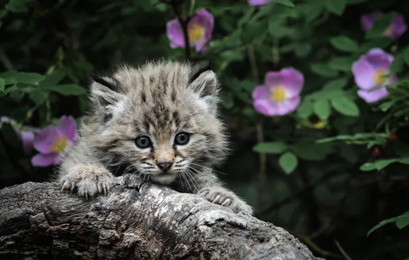 Picture eyes, leaves, kitty, grey, background, Cat, claws, hunting