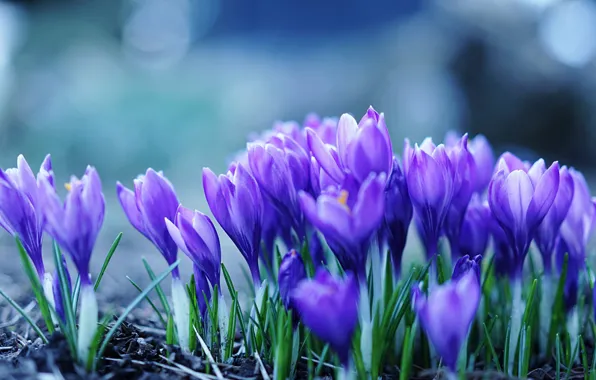Picture nature, spring, crocuses