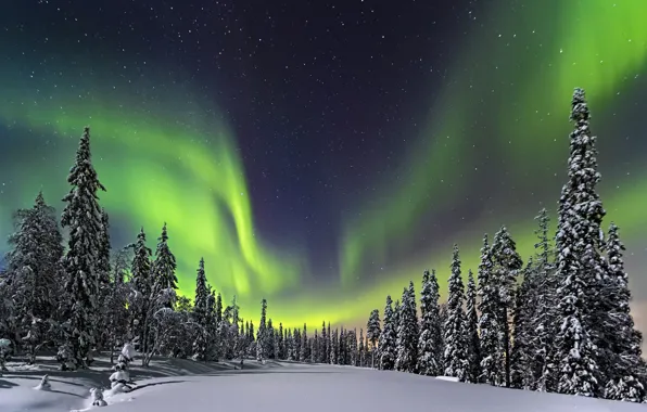 Picture winter, forest, the sky, stars, snow, night, Northern lights