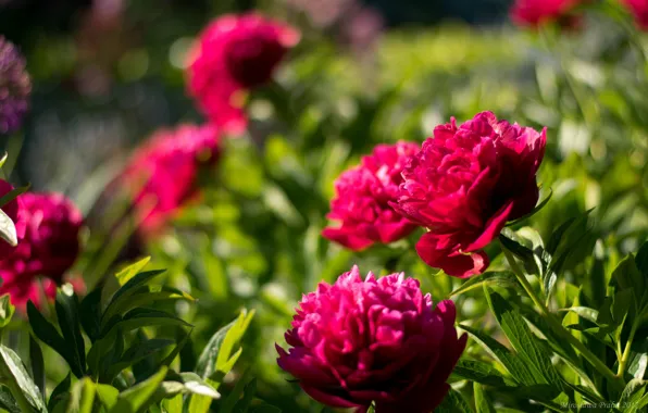 Picture red, background, spring, peonies