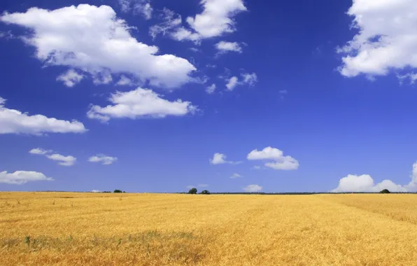 Field, the sky, clouds