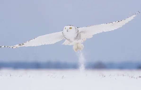 Picture winter, snow, flight, owl, bird, white, polar