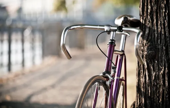 Picture road, bike, great, the city, Park, background, tree, Wallpaper