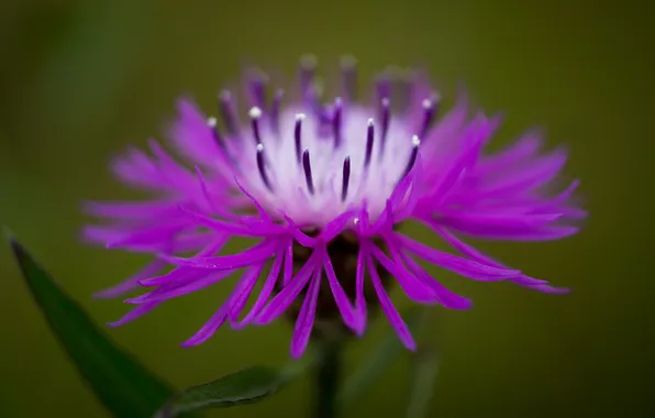Flower, purple, summer, macro