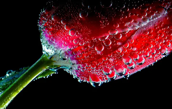 Flower, water, bubbles, Tulip, the air