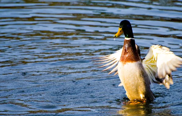 Picture BACKGROUND, WATER, WINGS, DROPS, RUFFLE, SQUIRT, BIRD, POND