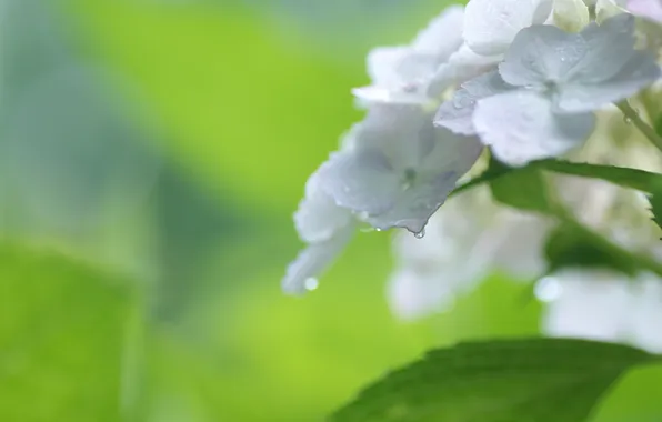 Drops, flowers, Bush, white, hydrangea, inflorescence