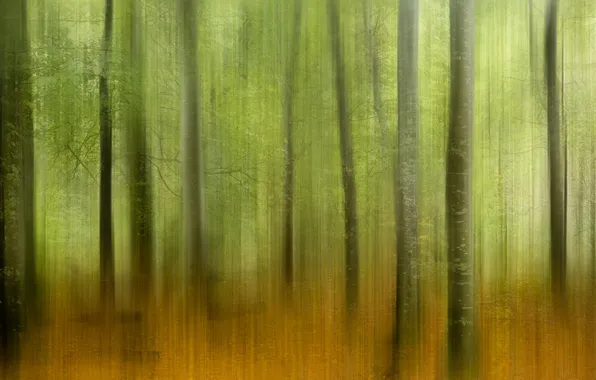 Autumn, forest, nature