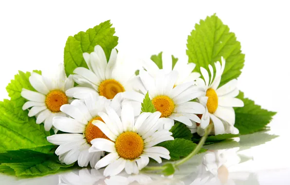 Picture leaves, reflection, chamomile, white background