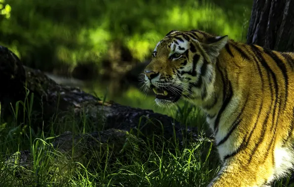 Picture predator, profile, Siberian tiger