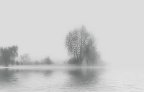 Water, trees, fog, background, silhouettes