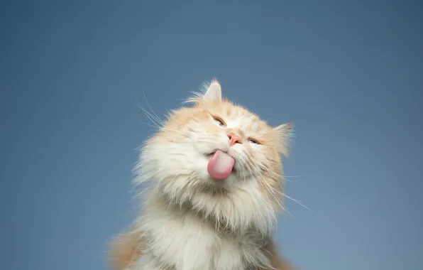 Picture clear sky, blue, cat, fur, beige, licking, fluffy, feline