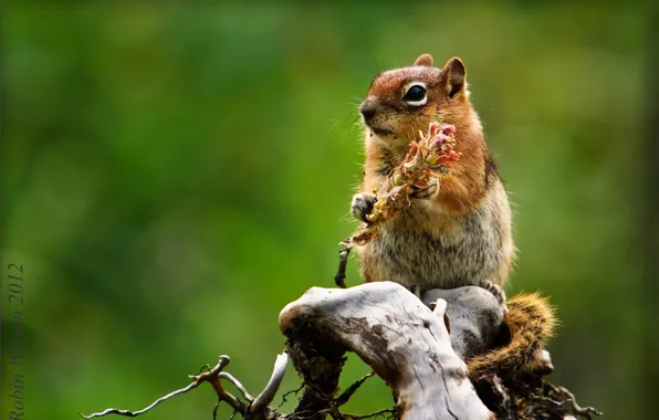 Chipmunk, bumps, bitches