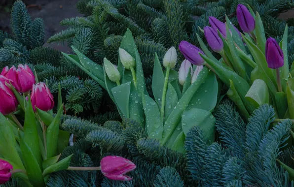 Picture flowers, spruce, tulips, buds