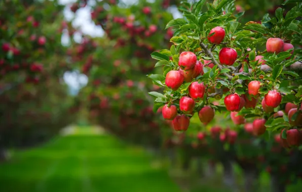 Picture summer, leaves, branches, background, tree, lawn, apples, food