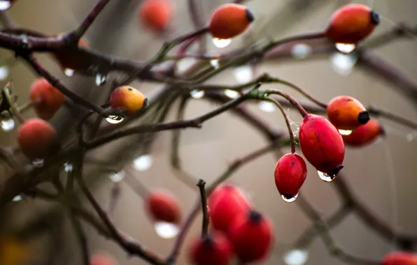 Picture drops, nature, berries
